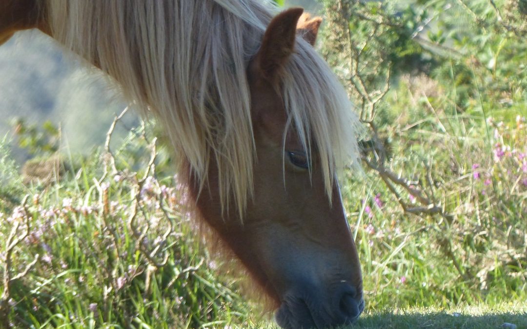 Basque Ponies