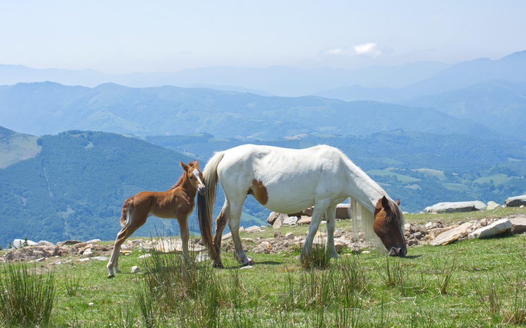 Pottok à la rhune