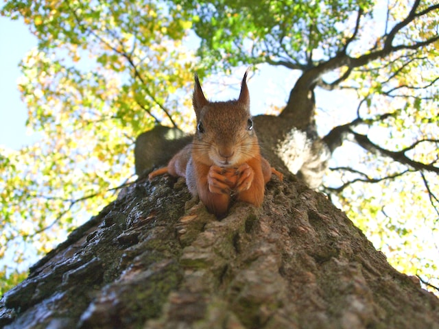 Squirrel looking down a tree
