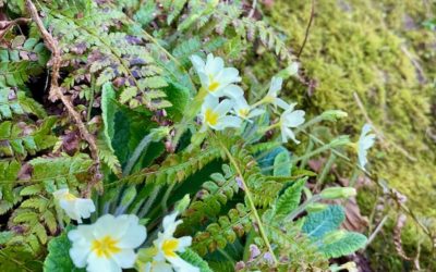 Éclats de Couleurs Hivernales au Pays Basque : À la Découverte des Primevères et des Violettes