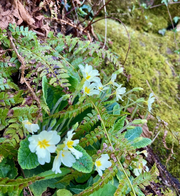 Éclats de Couleurs Hivernales au Pays Basque : À la Découverte des Primevères et des Violettes